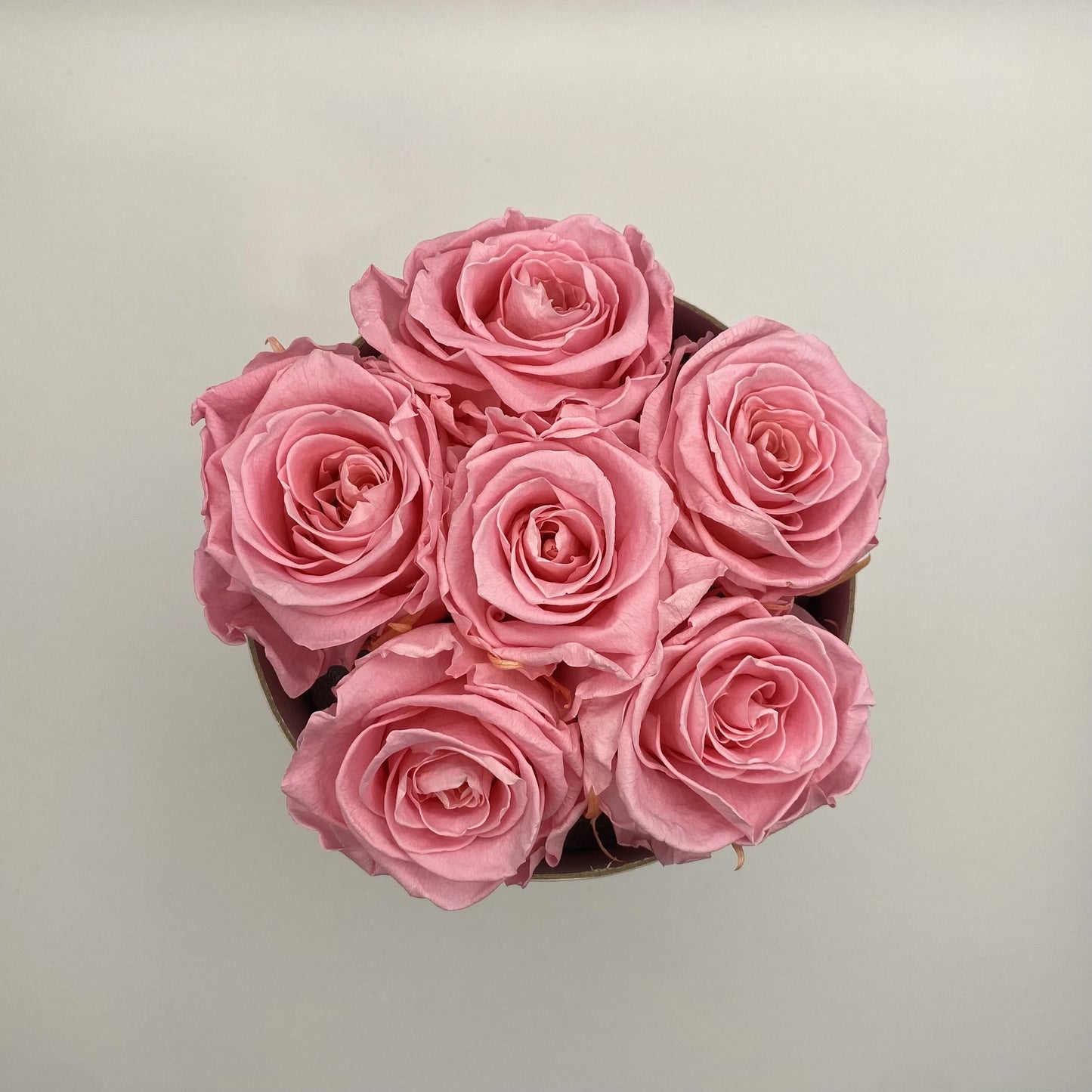 rózsaszín örökrózsa