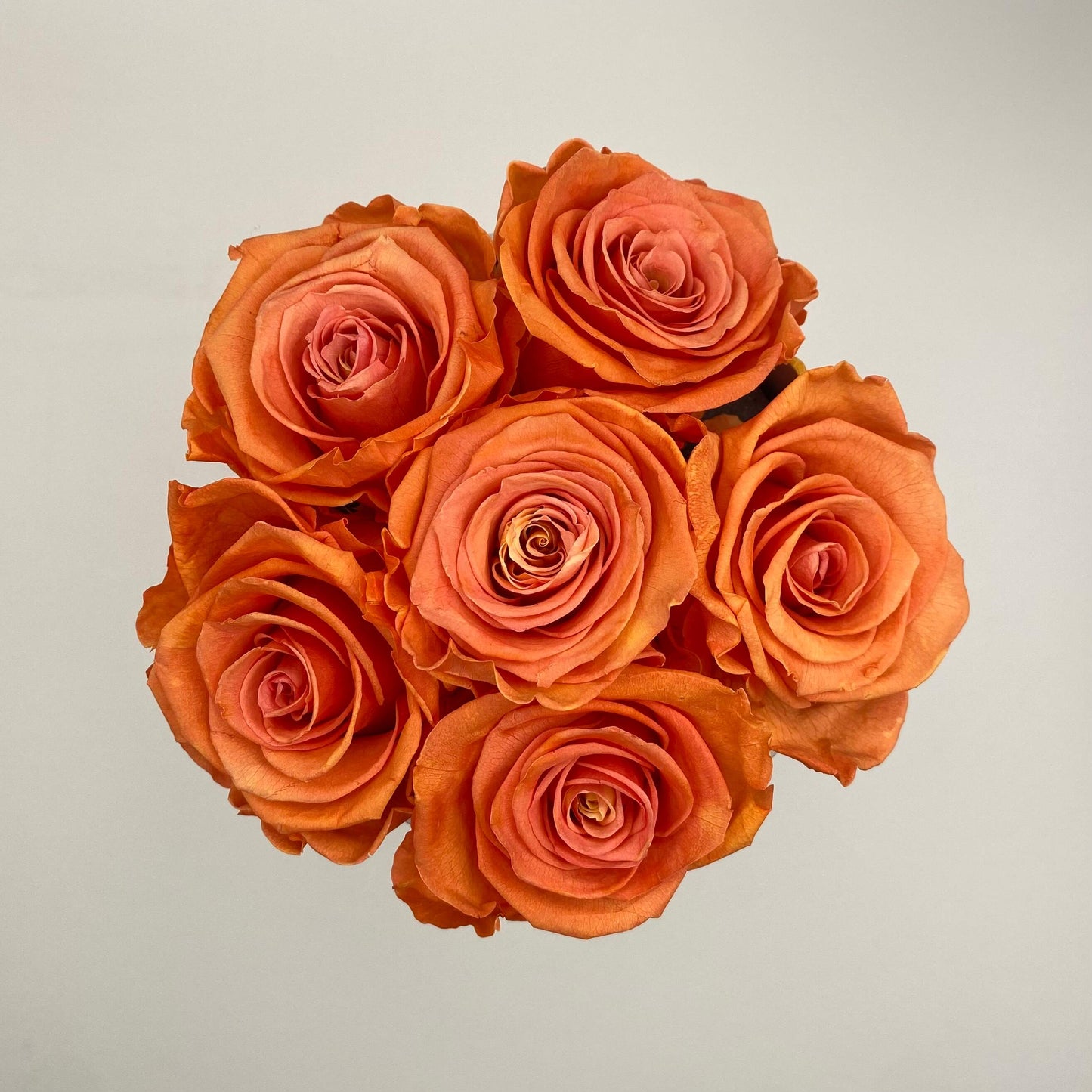 barack színű rózsa