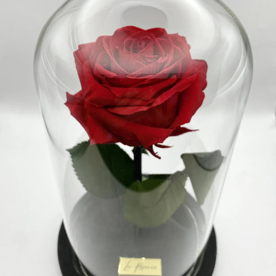 örökrózsa üvegbura alatt