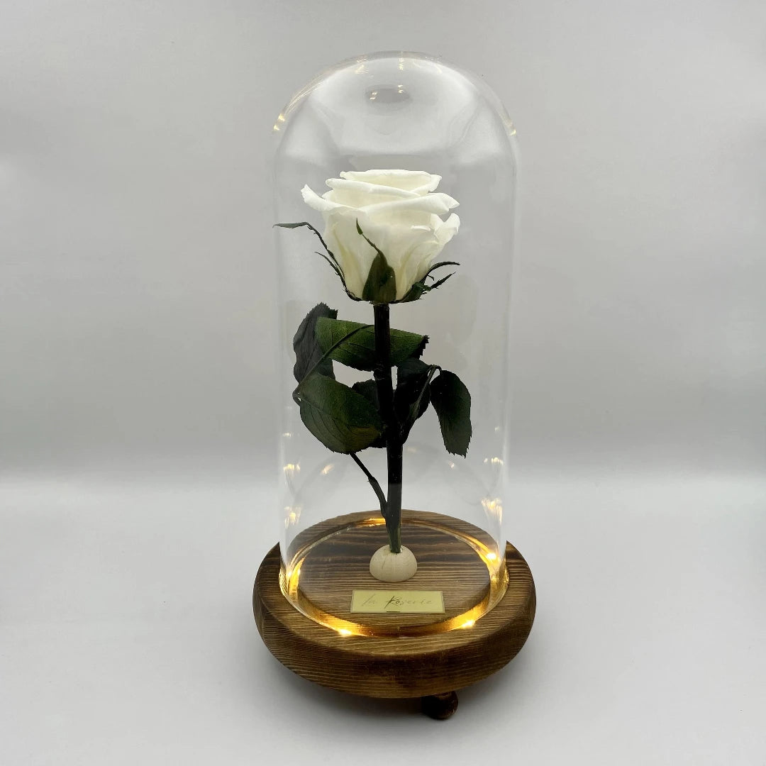 fehér örökrózsa burában, LED világítással