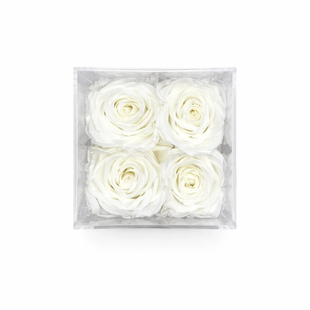 fehér örök rózsa