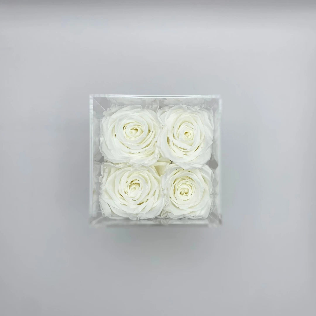 fehér örök rózsa