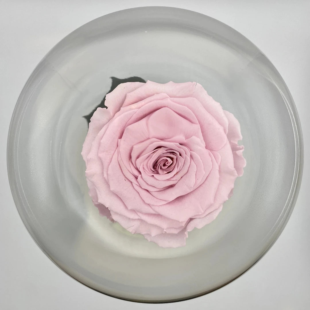 rózsaszín örökrózsa üvegben