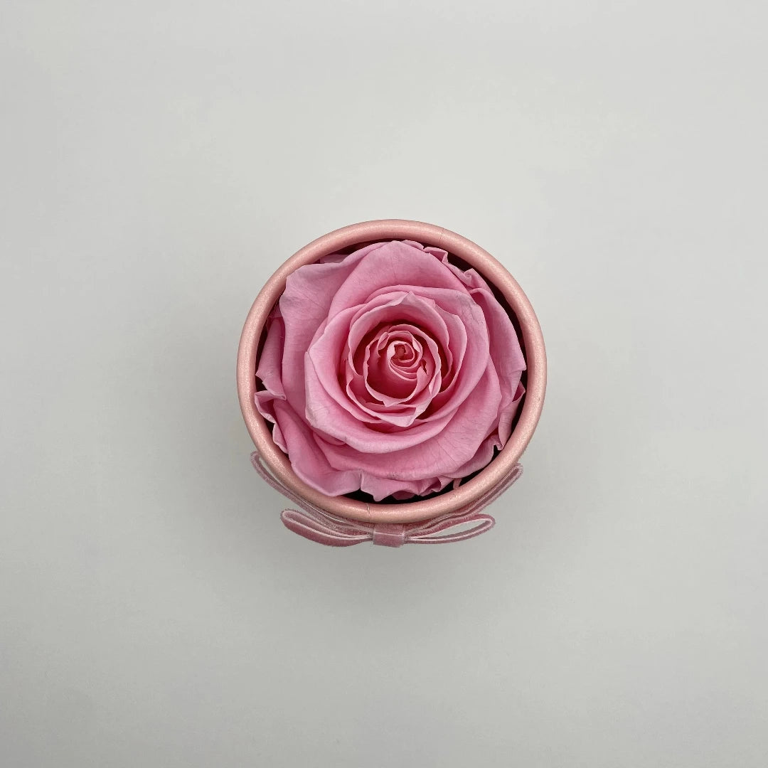 rózsaszín örökrózsa