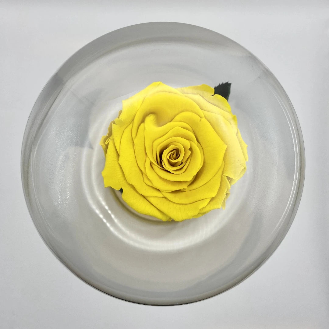 sárga örök rózsa üvegburában