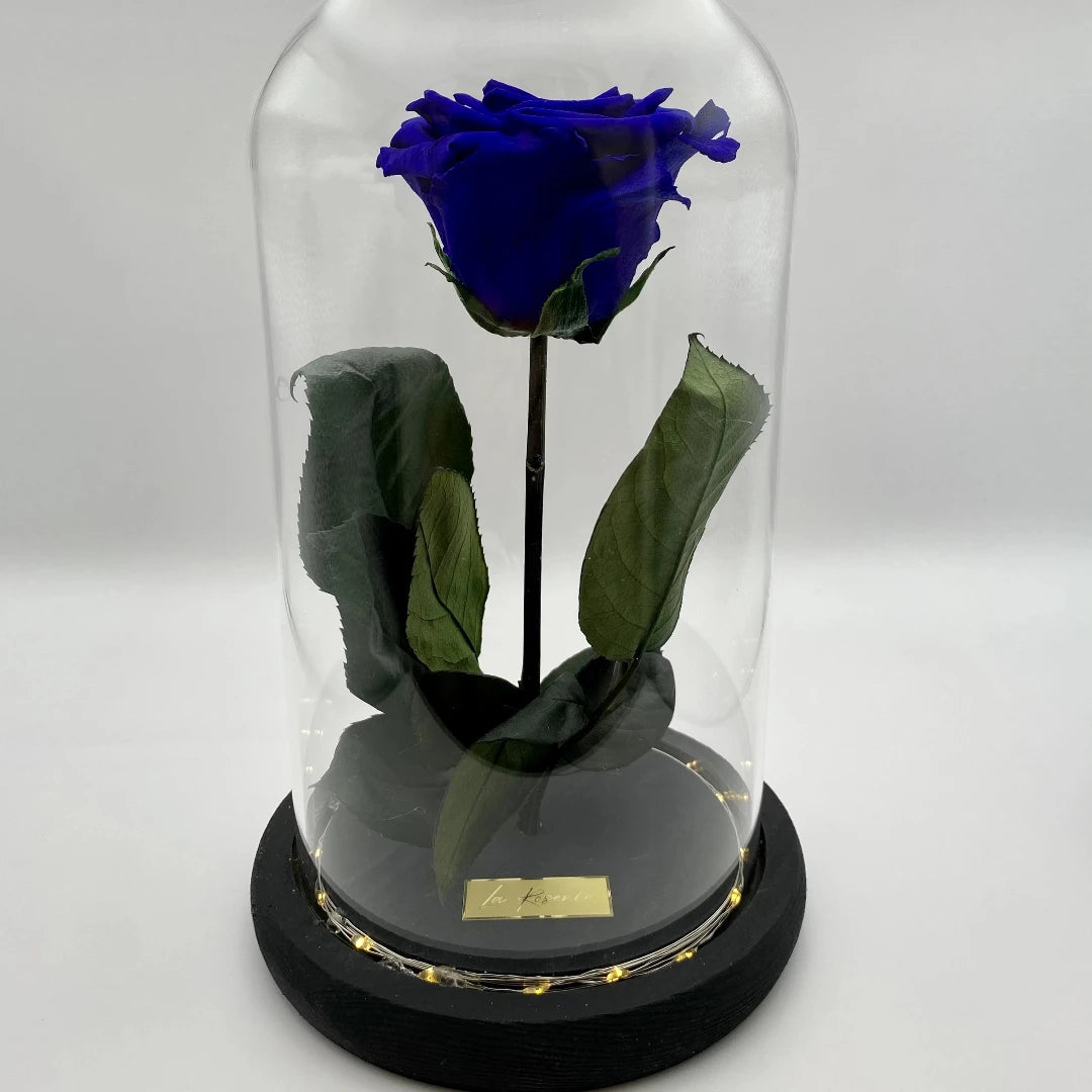 kék nagyfejű örökrózsa üvegbúrában