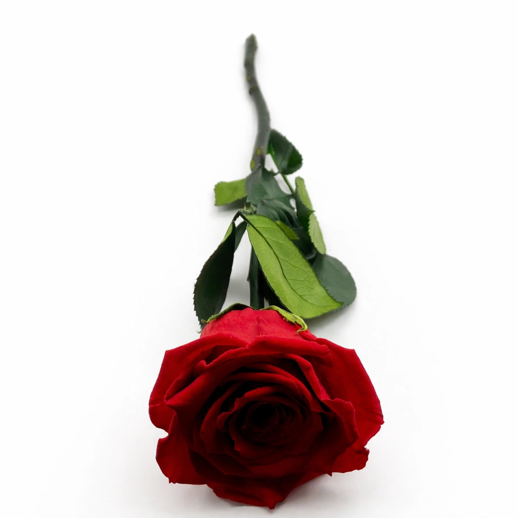 vörös örökrózsa díszdobozban