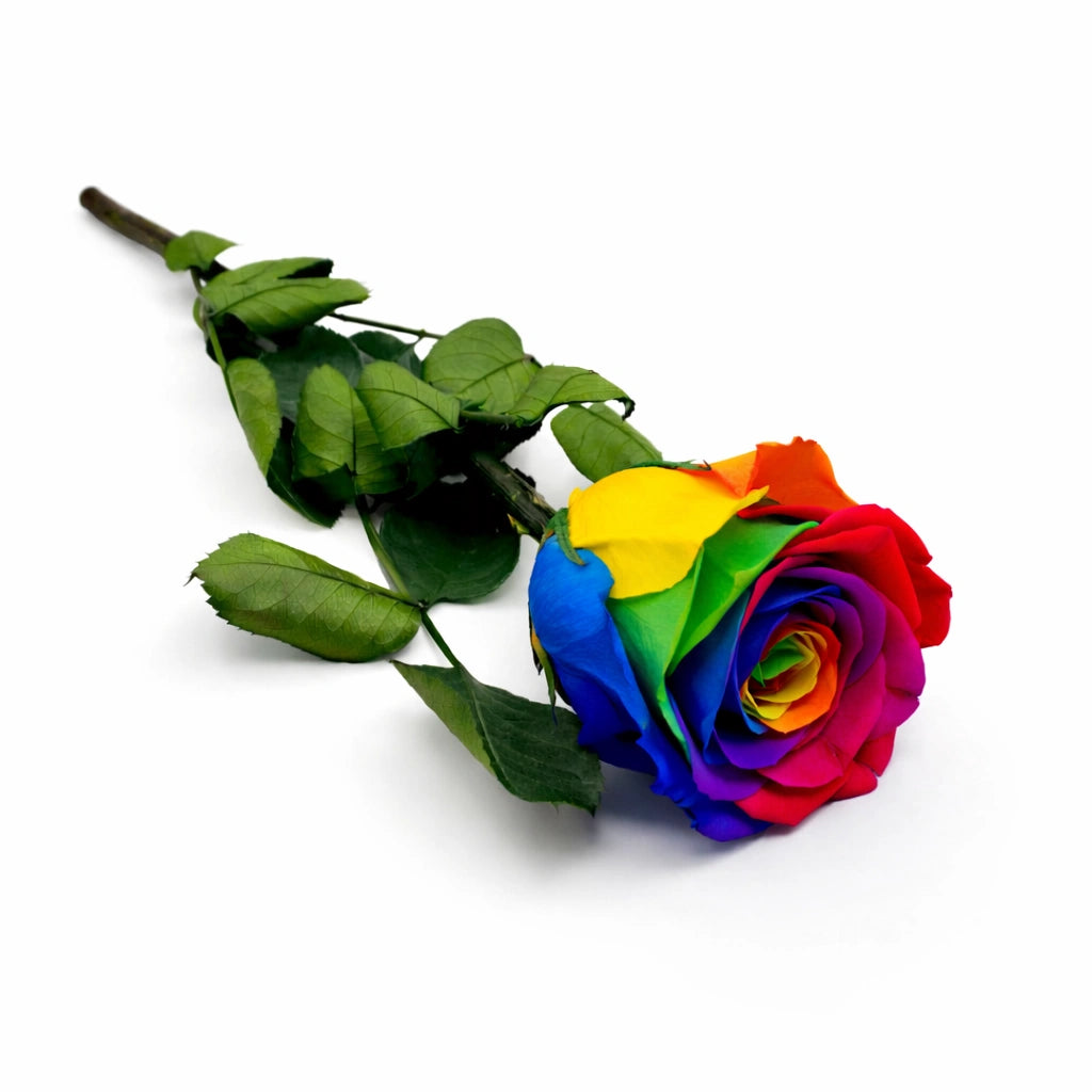 szivárvány örökrózsa