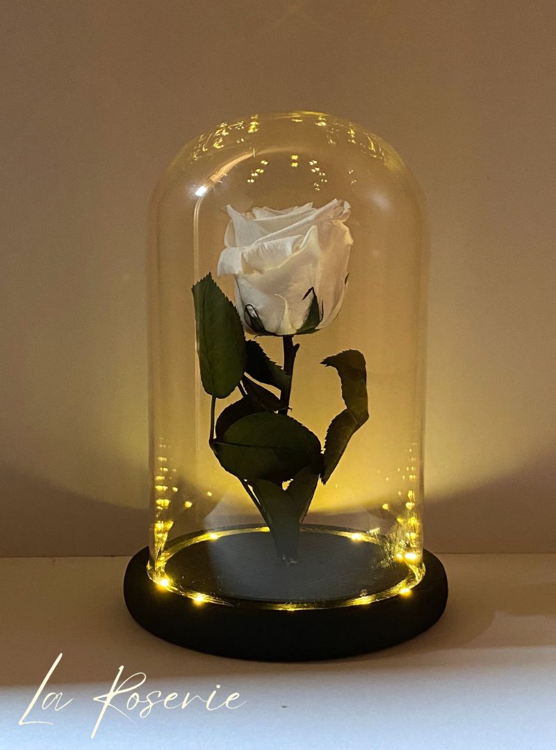 L-es fehér örök rózsa