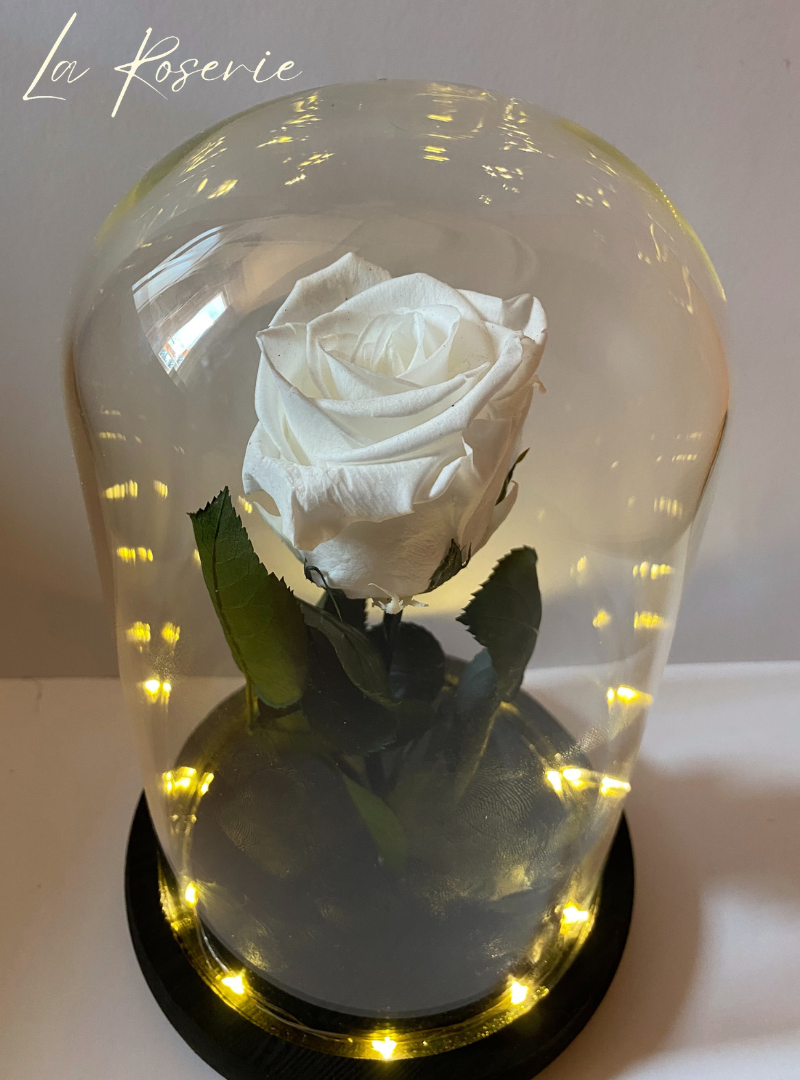 Fehér örök rózsa üvegbúrában