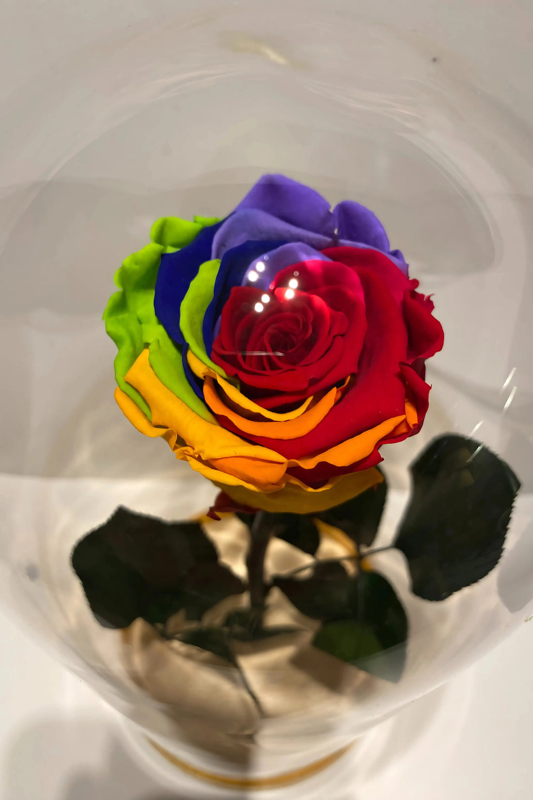 szivárvány örökrózsa burában