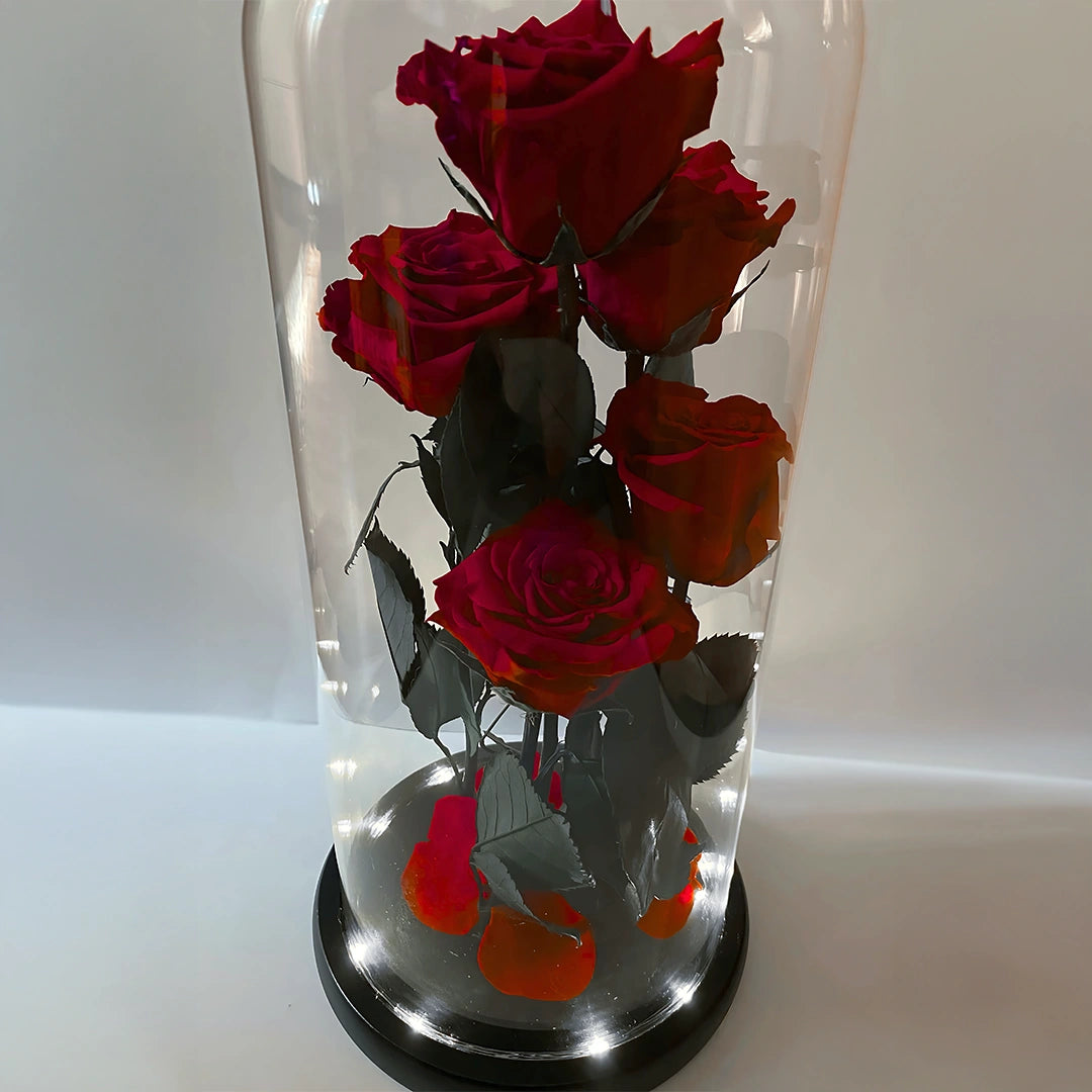 5 szál örökrózsa üvegbúrában, LED világítással