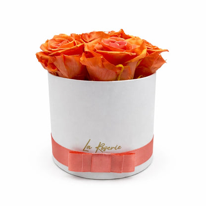 barack színű örökrózsa