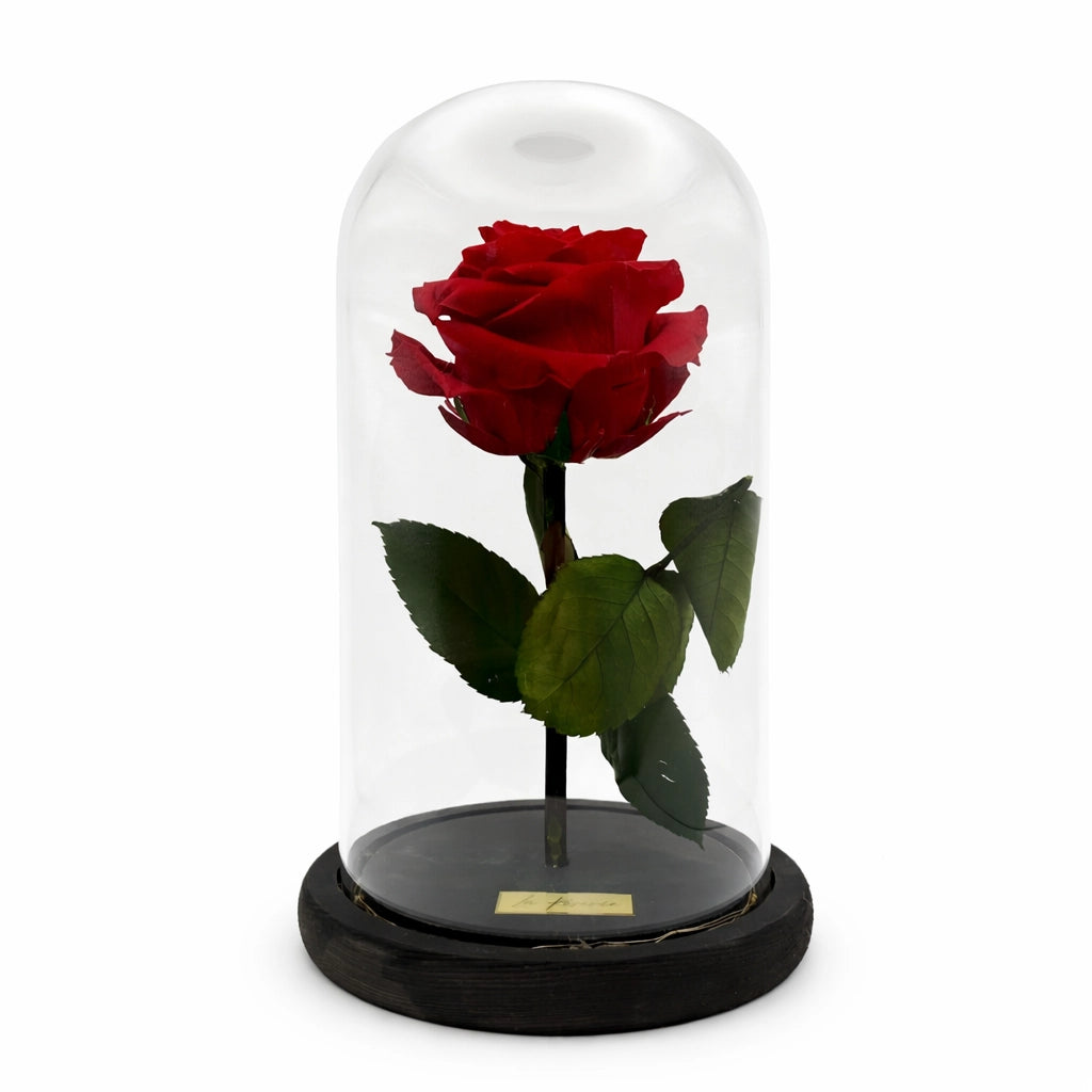 xxl-es vörös örökrózsa