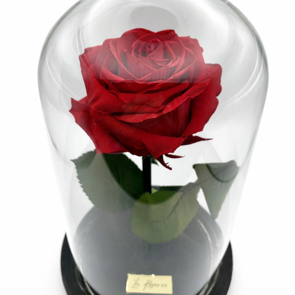 örökrózsa üvegbura alatt