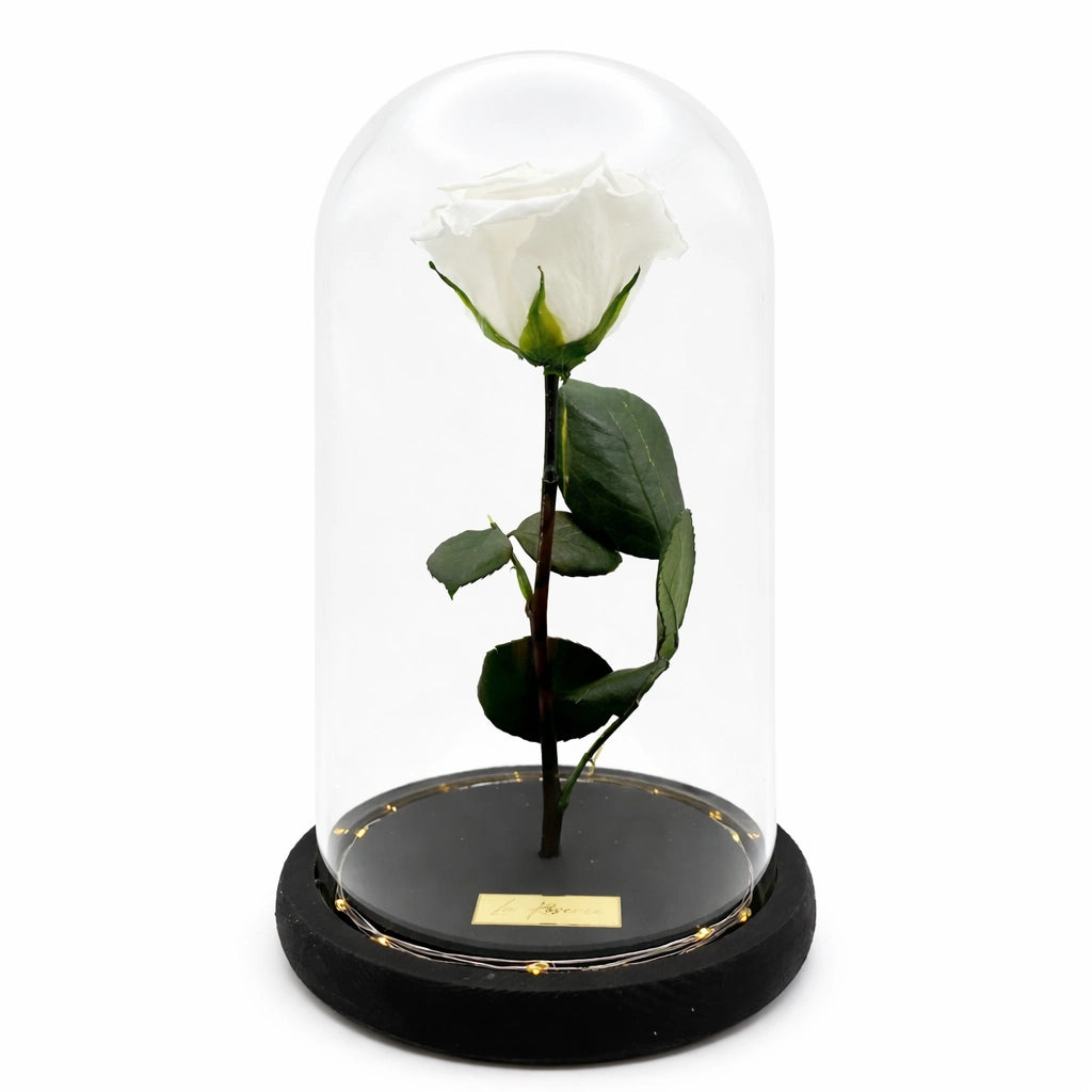 fehér örökrózsa burában