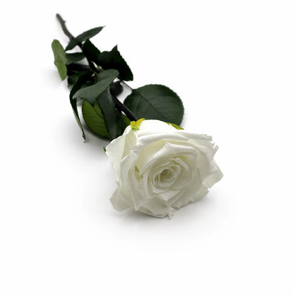 szálas fehér örök rózsa