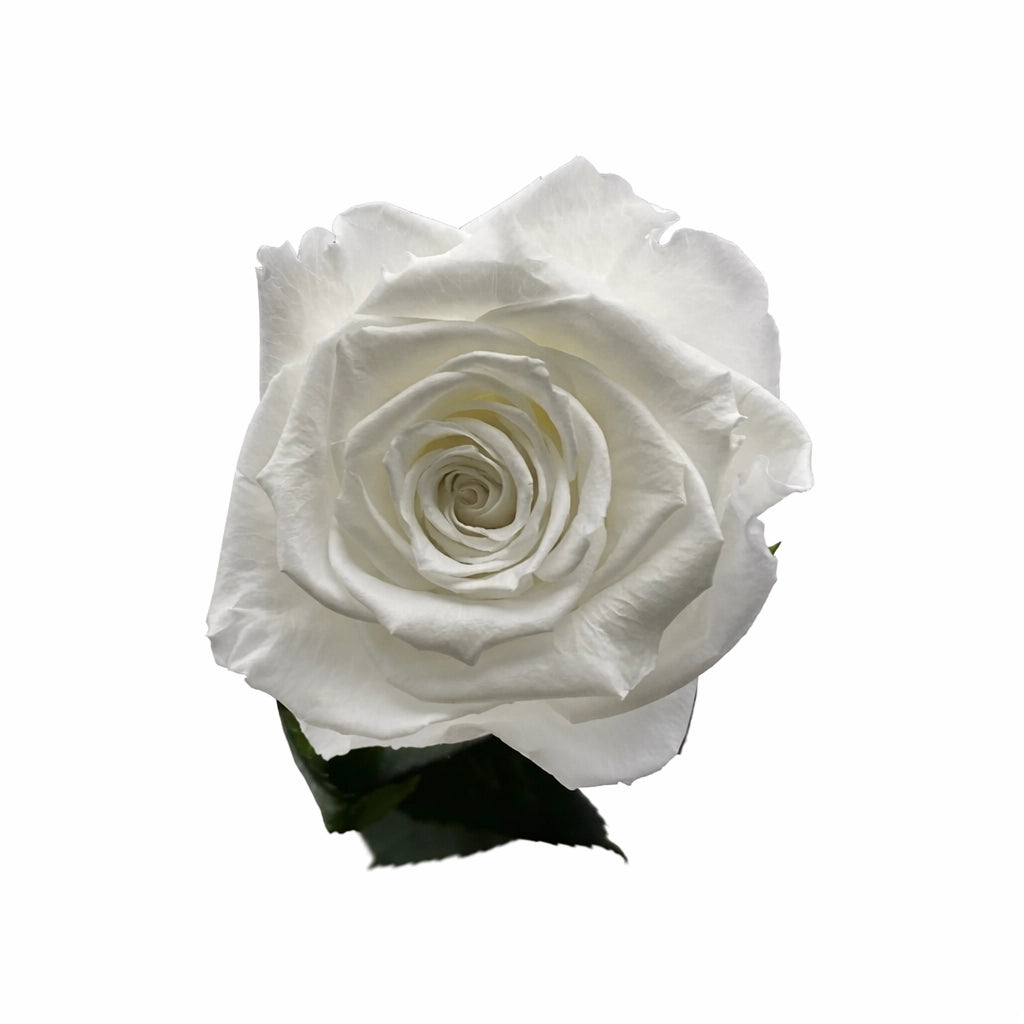 szálas fehér örök rózsa
