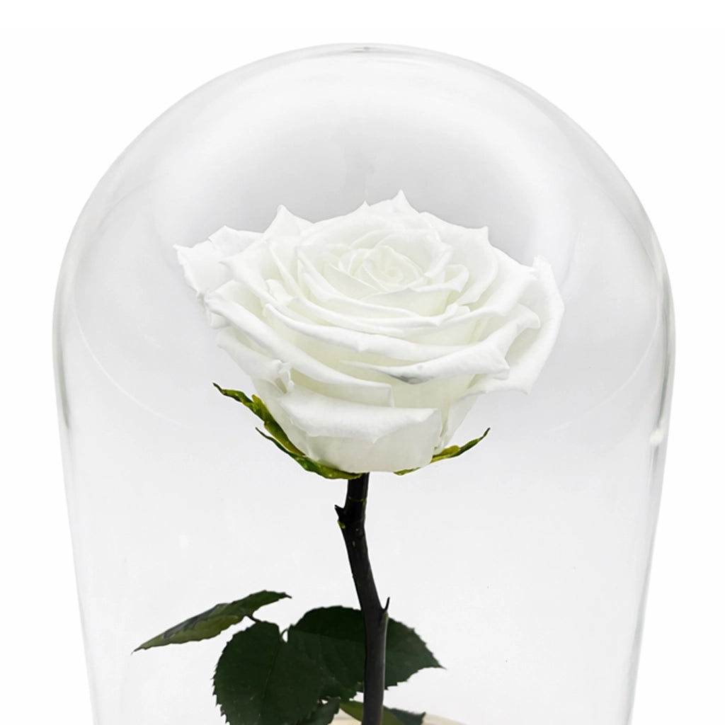 fehér örökrózsa üvgegbura alatt