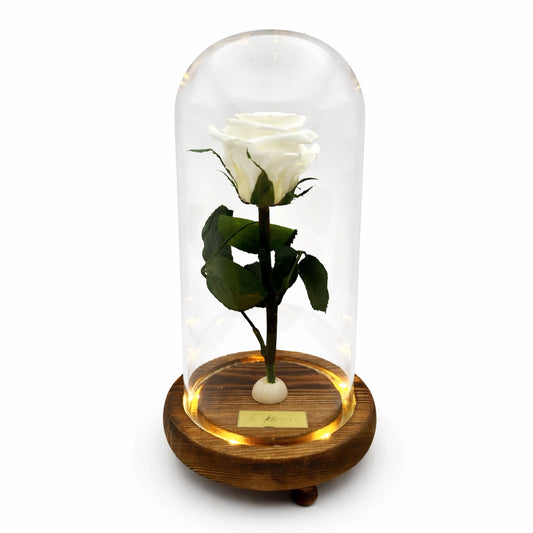 fehér örökrózsa burában, LED világítással