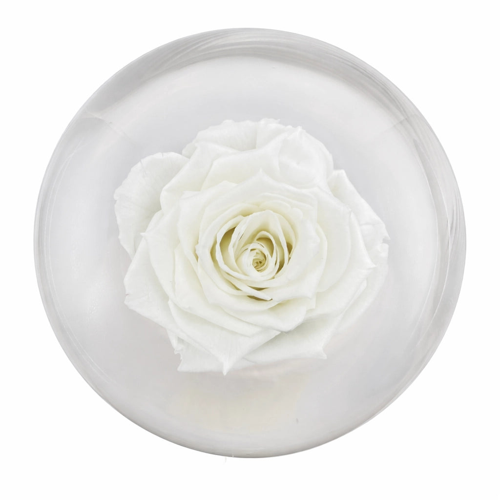 fehér örökrózsa üvegben