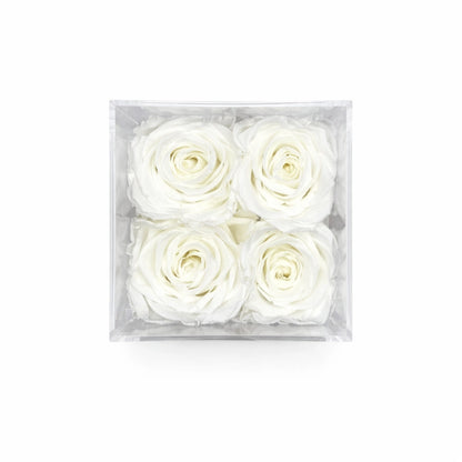 fehér örök rózsa