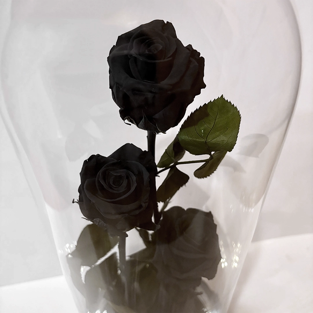három óriás fekete örökrózsa üvegburában