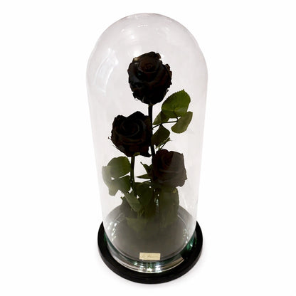 három óriás fekete örökrózsa üvegburában