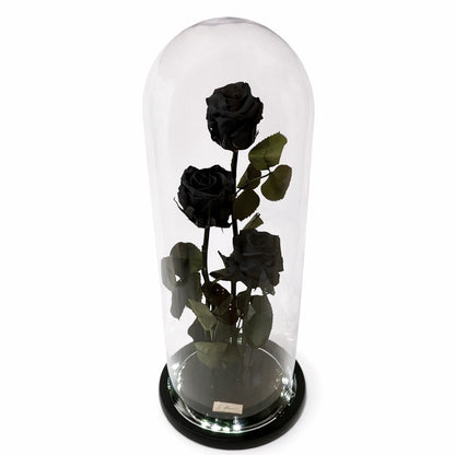 három óriás fekete örökrózsa üvegburában