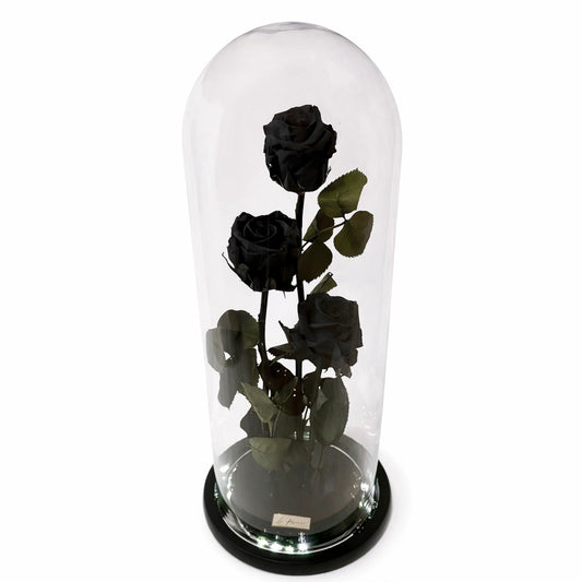 három óriás fekete örökrózsa üvegburában