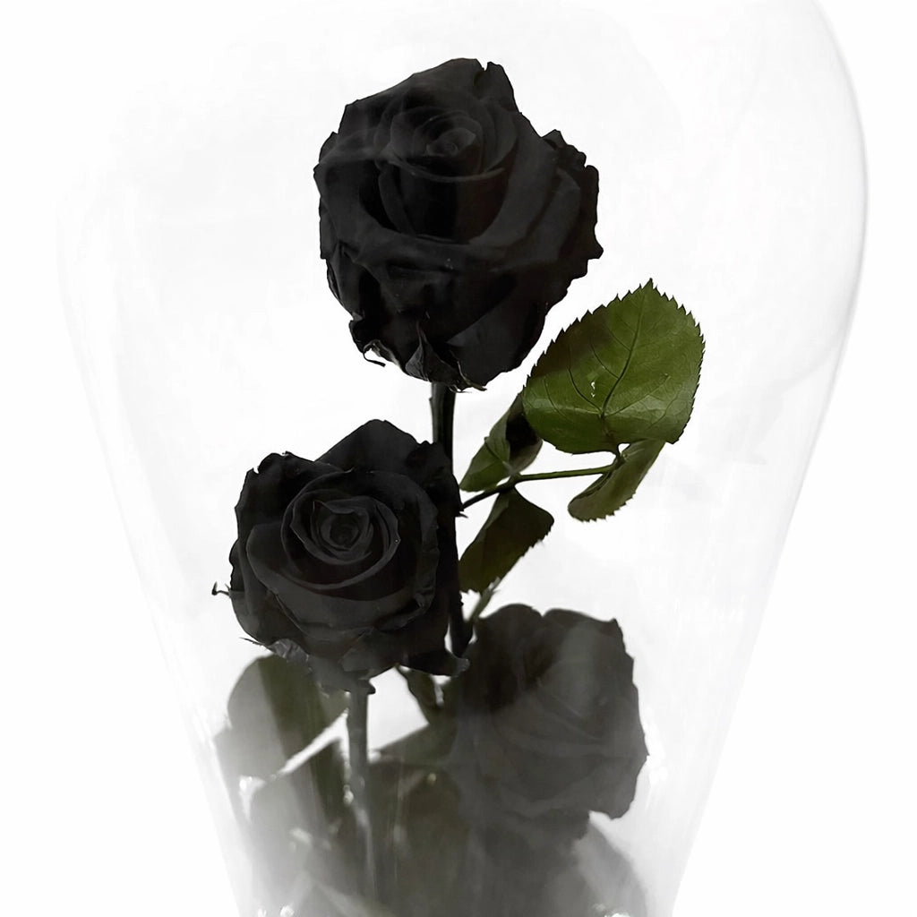 három óriás fekete örökrózsa üvegburában