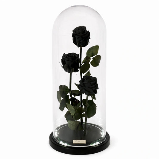 három óriás fekete örökrózsa üvegburában