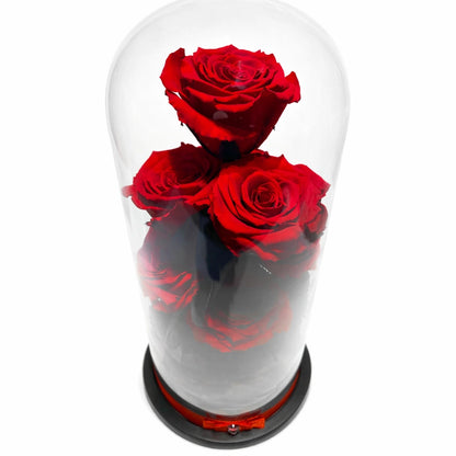 óriás örökrózsa burába zárva