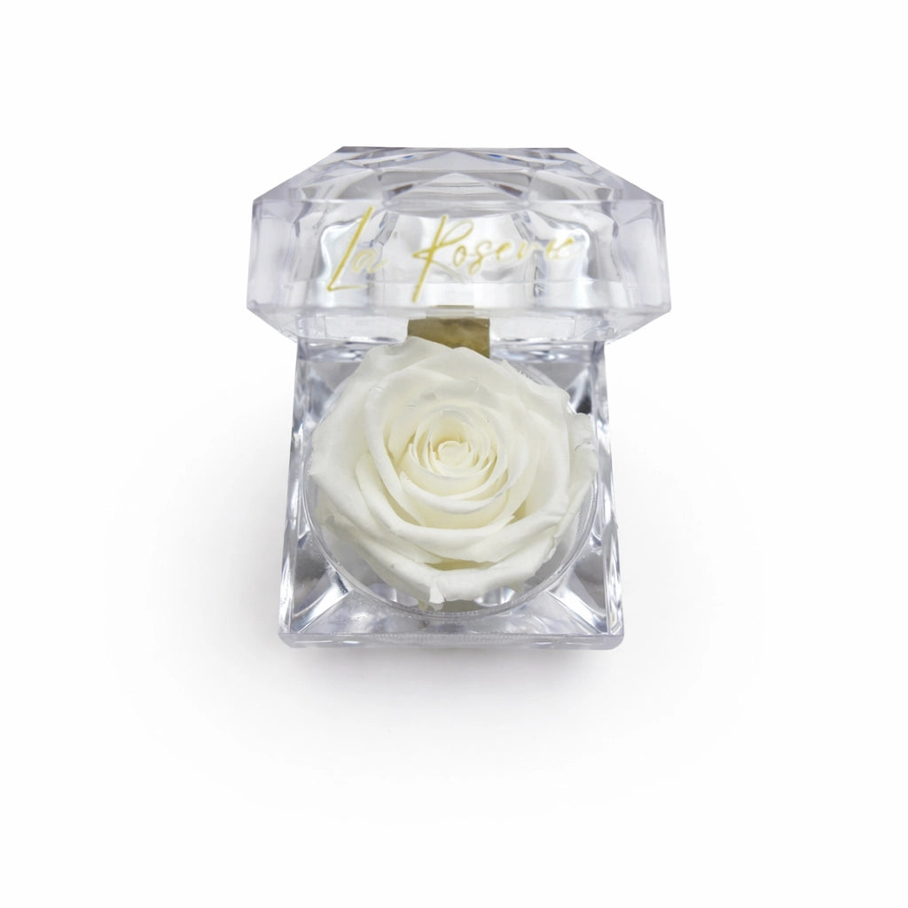 fehér illatos örök rózsa