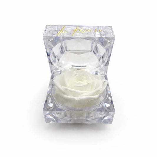 fehér illatos örök rózsa