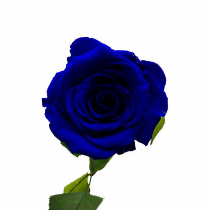 szálas kék örökrózsa