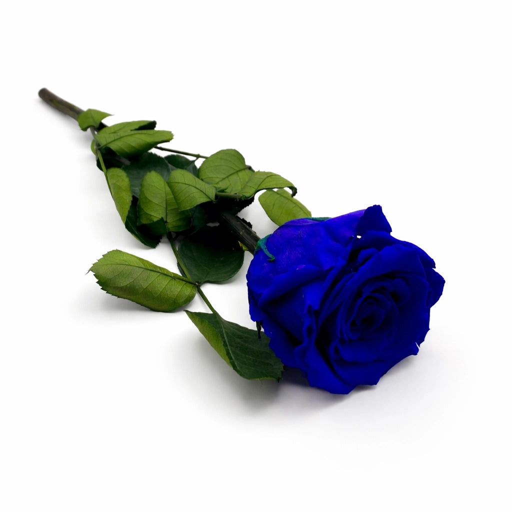 szálas kék örökrózsa