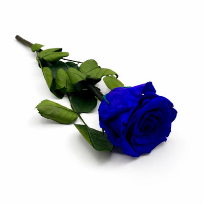 szálas kék örökrózsa