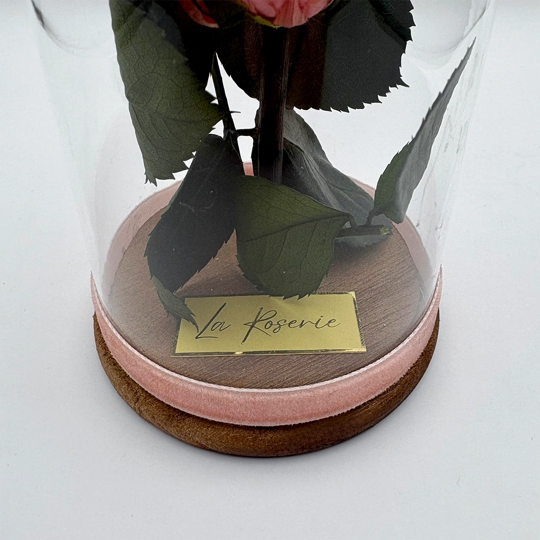 rózsaszín örökrózsa üvegbúrában