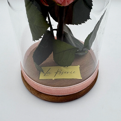 rózsaszín örökrózsa üvegbúrában