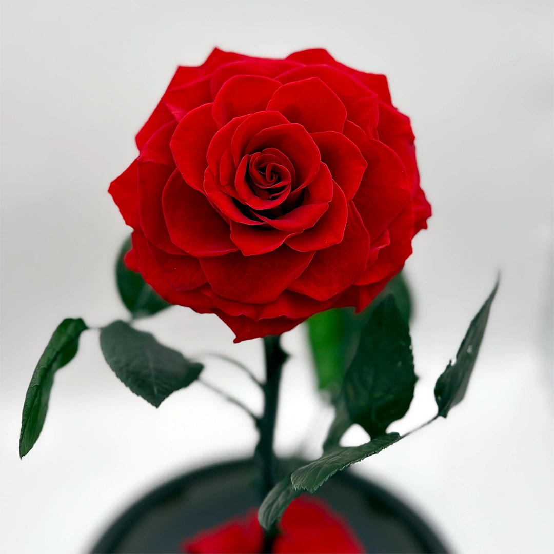 extra nagyfejű örökrózsa üvegben