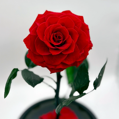 extra nagyfejű örökrózsa üvegben