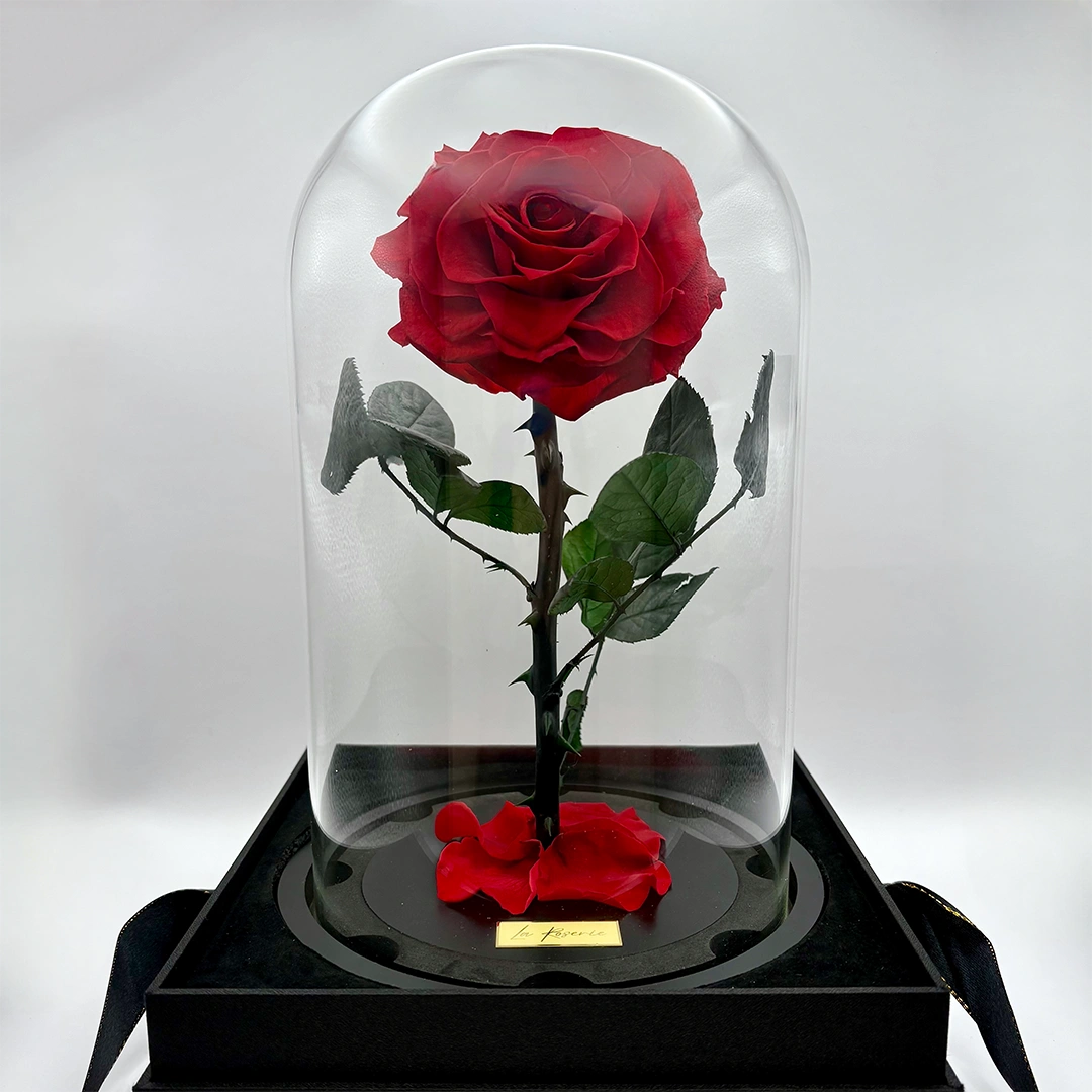 xxxl nagyfejű örök rózsa