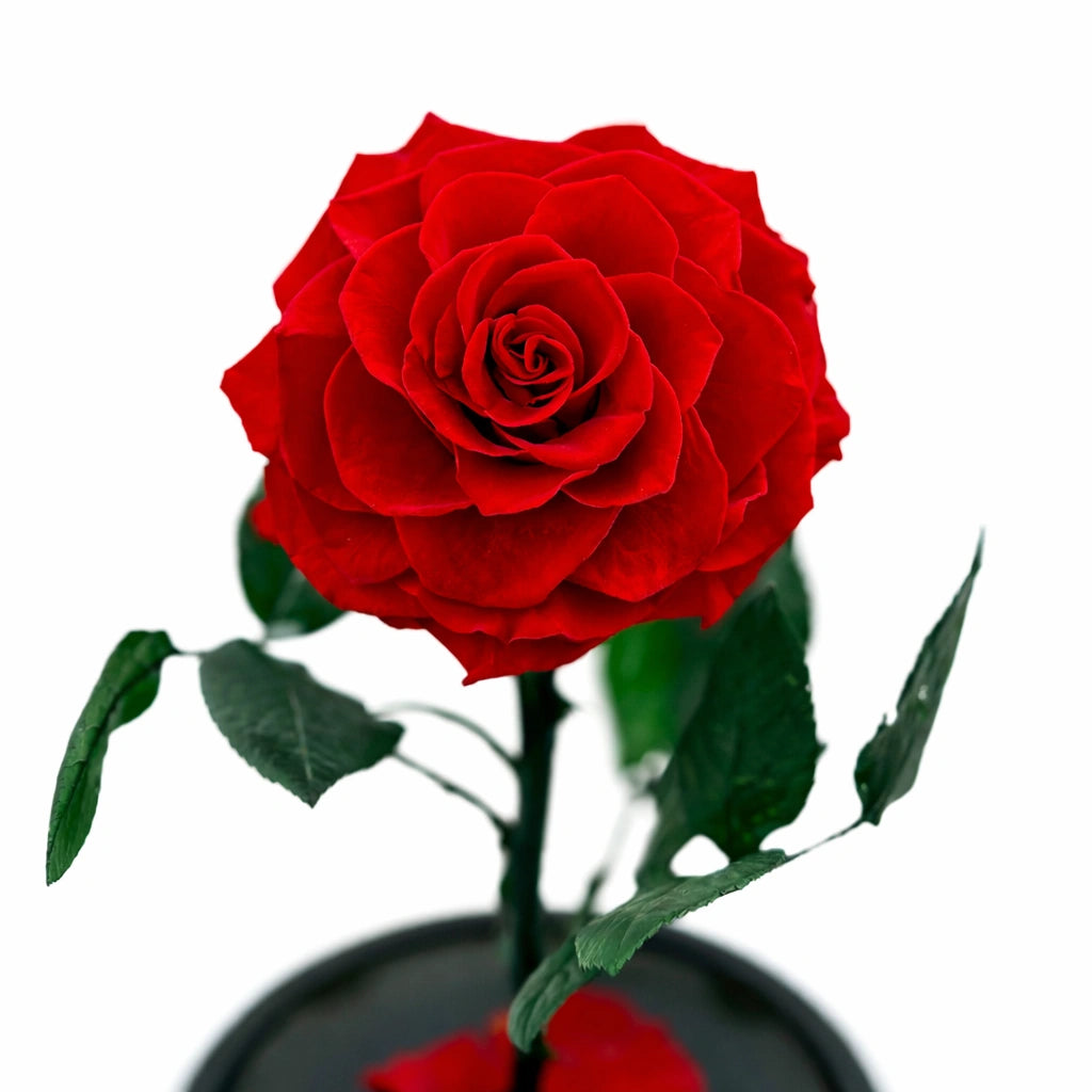 extra nagyfejű örökrózsa üvegben