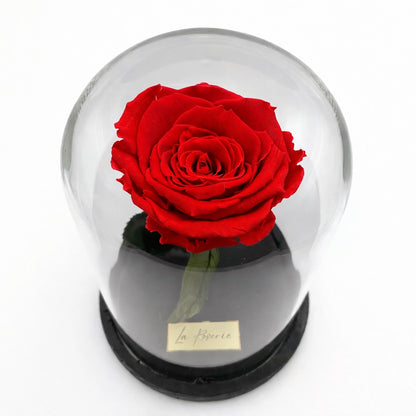 örökrózsa üvegbúrában, LED világítással