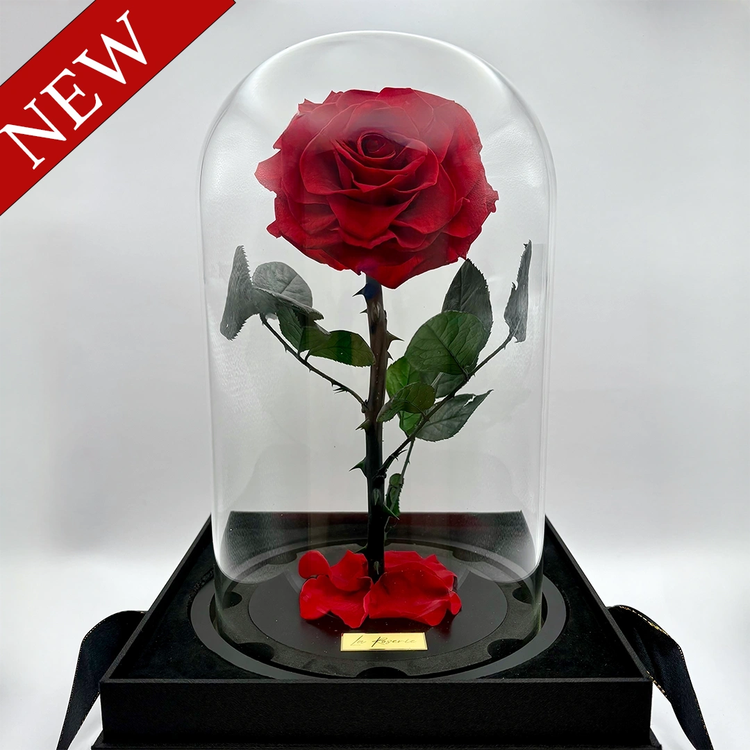 új xxxl nagyfejű örök rózsa