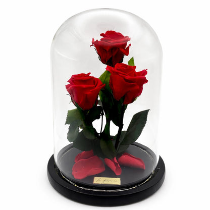 3 örökrózsa üvegbúrában