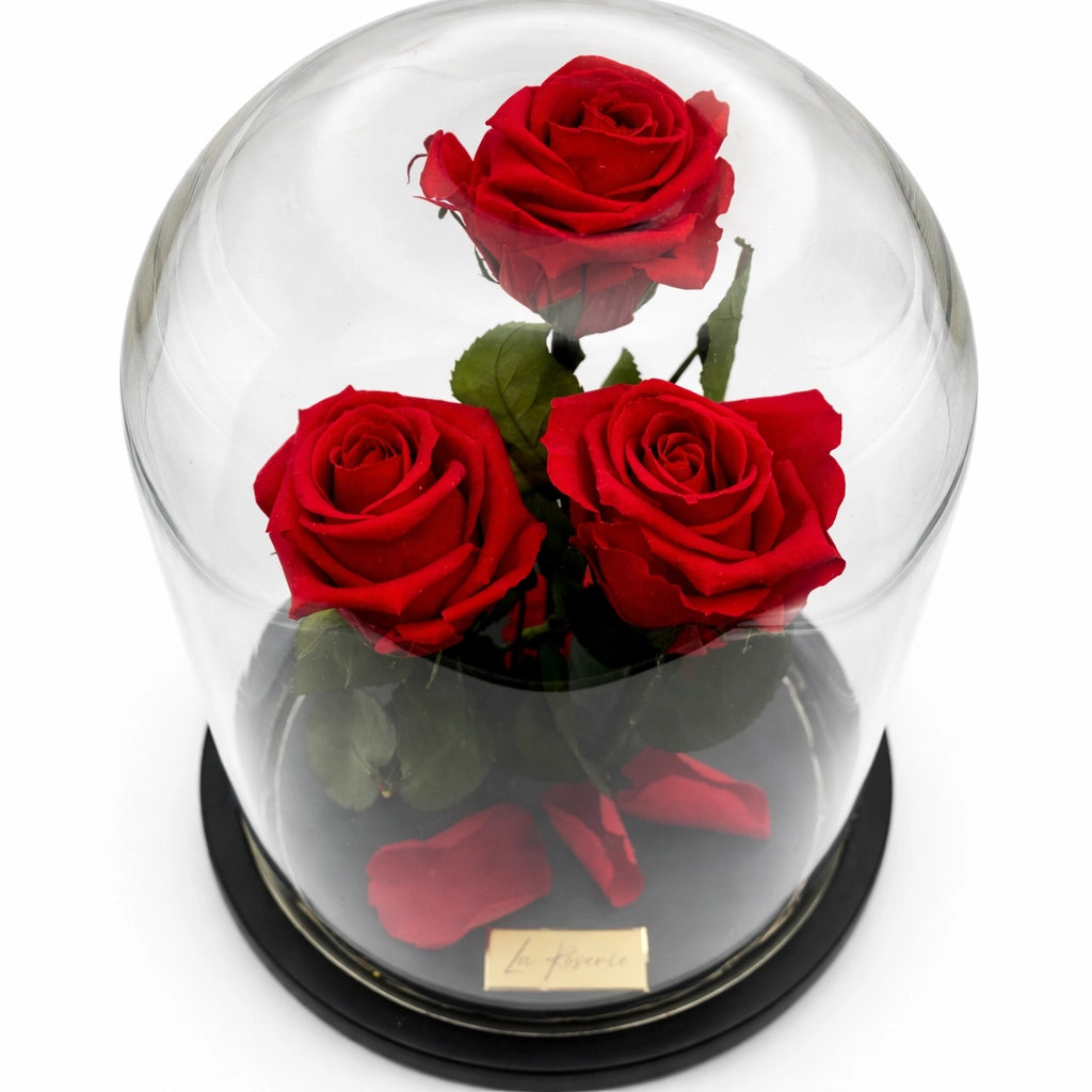 3 örökrózsa üvegbúrában