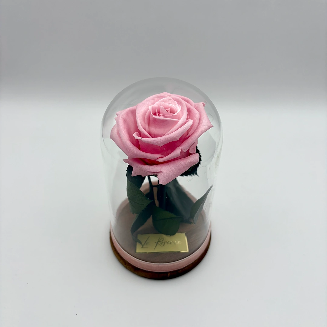 rózsaszín örökrózsa üvegbúrában