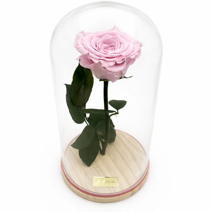 rózsaszín örökrózsa üvegben